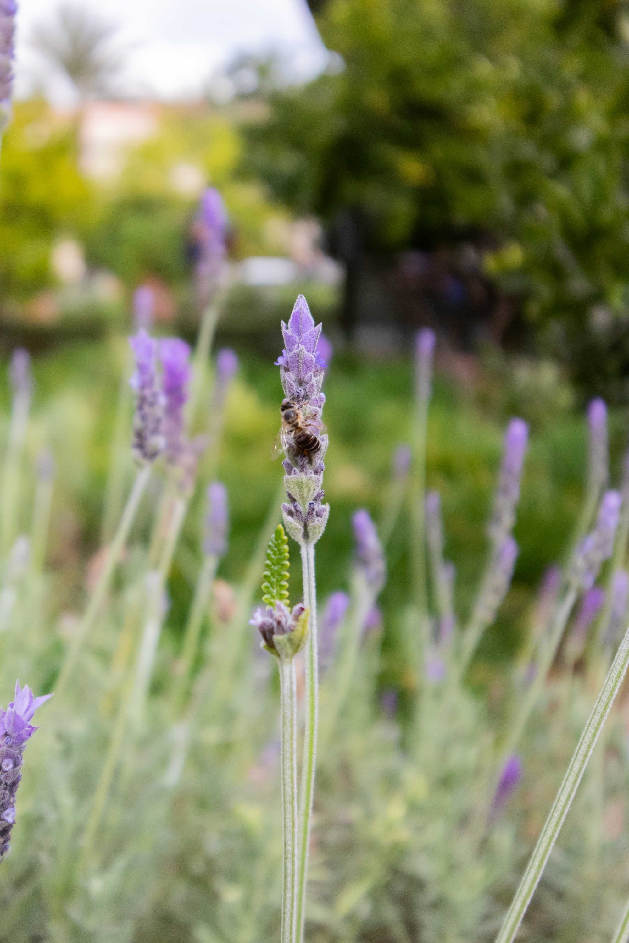 A bee perched on a lavender bulb in a secret garden in Marrakech.