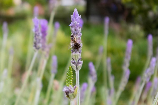 A bee perched on a lavender bulb in a secret garden in Marrakech.