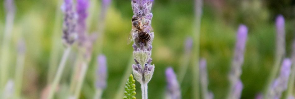 A bee perched on a lavender bulb in a secret garden in Marrakech.